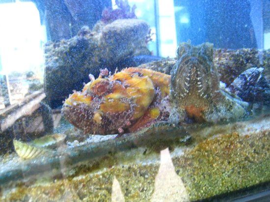 Aquarium Laguna di Nora